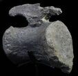 Camarasaurus Caudal Vertebrae With Metal Stand - Colorado #62732-3